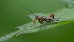 Herr Skorpion   - Fliege