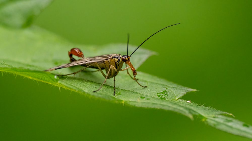 Herr Skorpionfliege