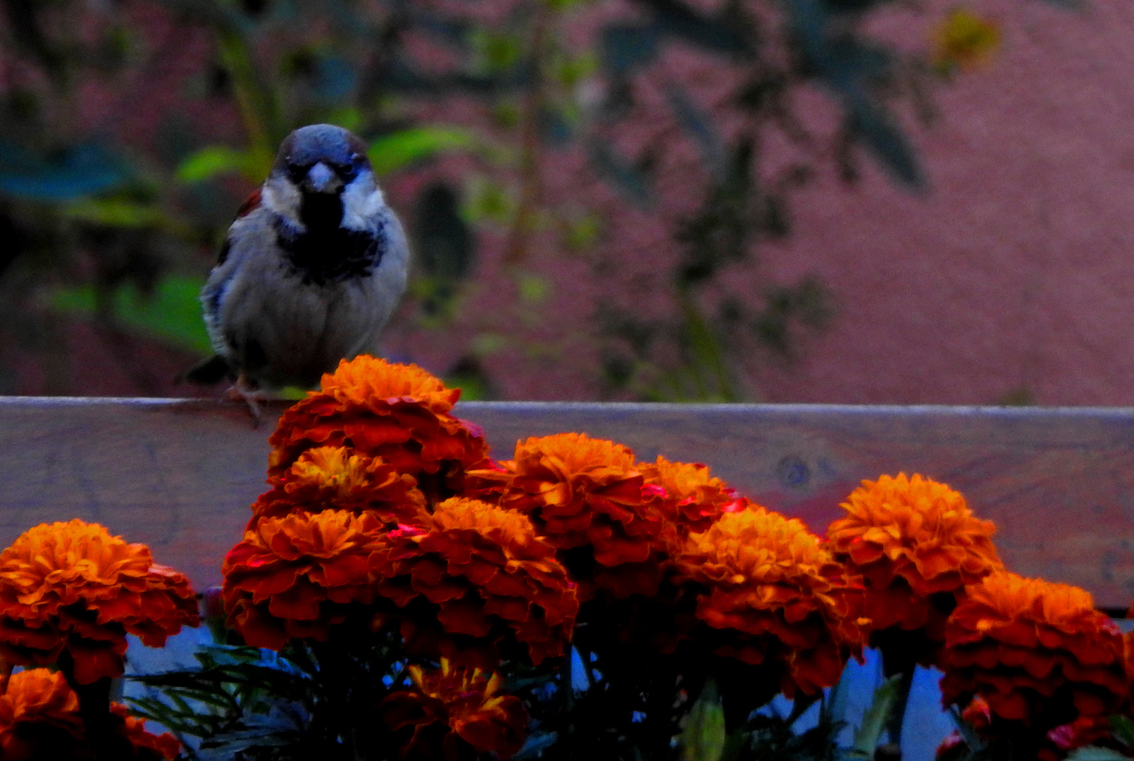 Herr Spatz macht eine kleine Pause.