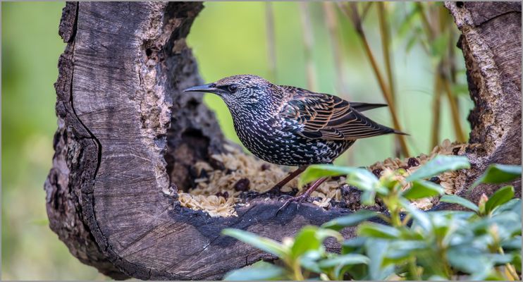 Herr Star zu Besuch  .....