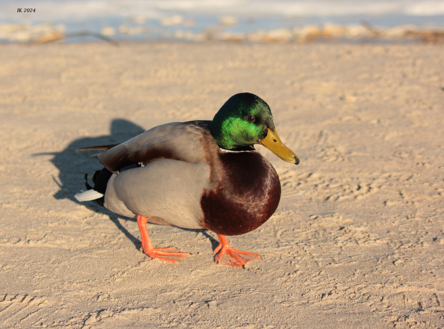 Herr Stockente....