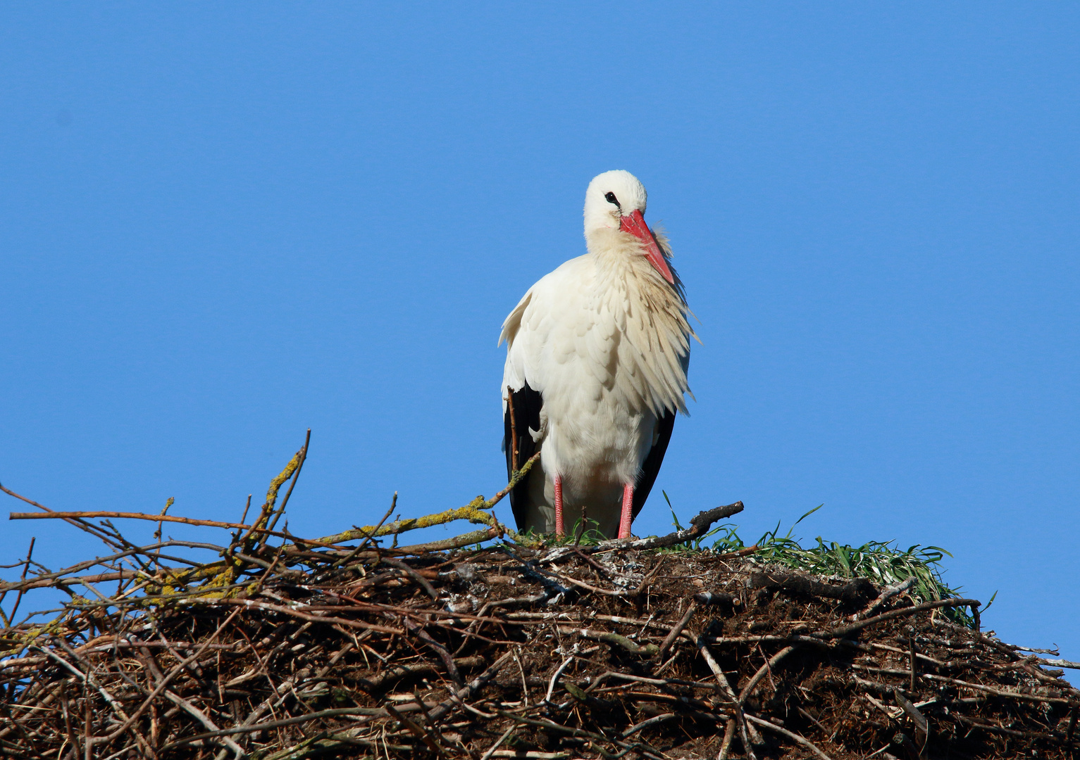 Herr Storch ....