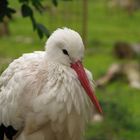 Herr Storch in Poing