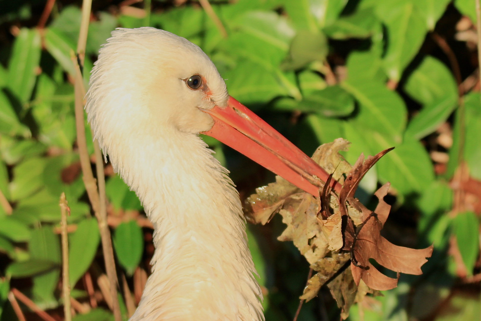 Herr STORCH räumt auf