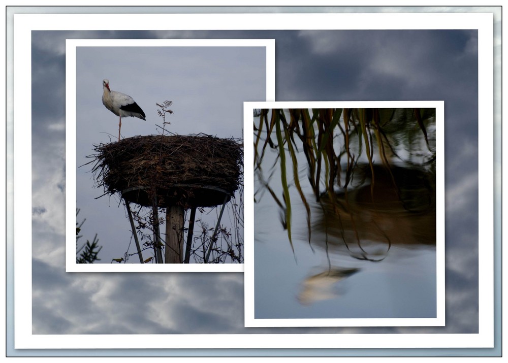 Herr Storch und sein Spiegelbild