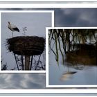 Herr Storch und sein Spiegelbild