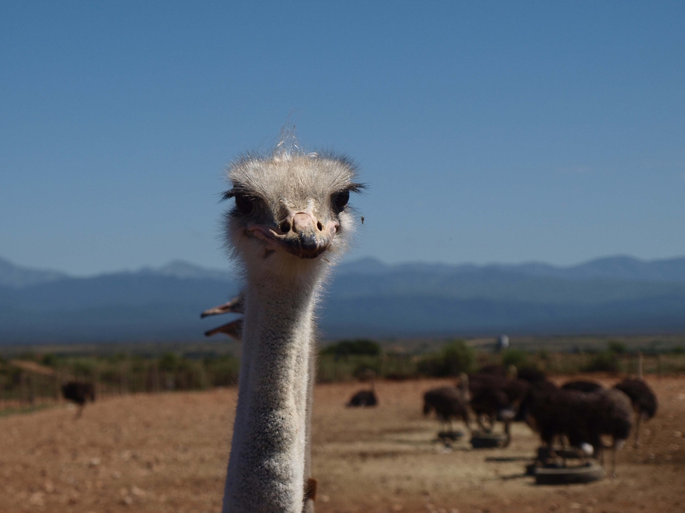 Herr Strauß in der Kleinen Karoo