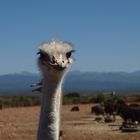 Herr Strauß in der Kleinen Karoo