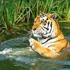 Herr Tiger nimmt ein Bad