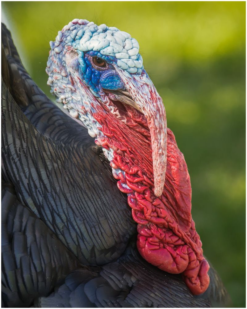 Herr Truthahn im Profil ..... Foto &amp; Bild | natur, tiere, wildlife ...