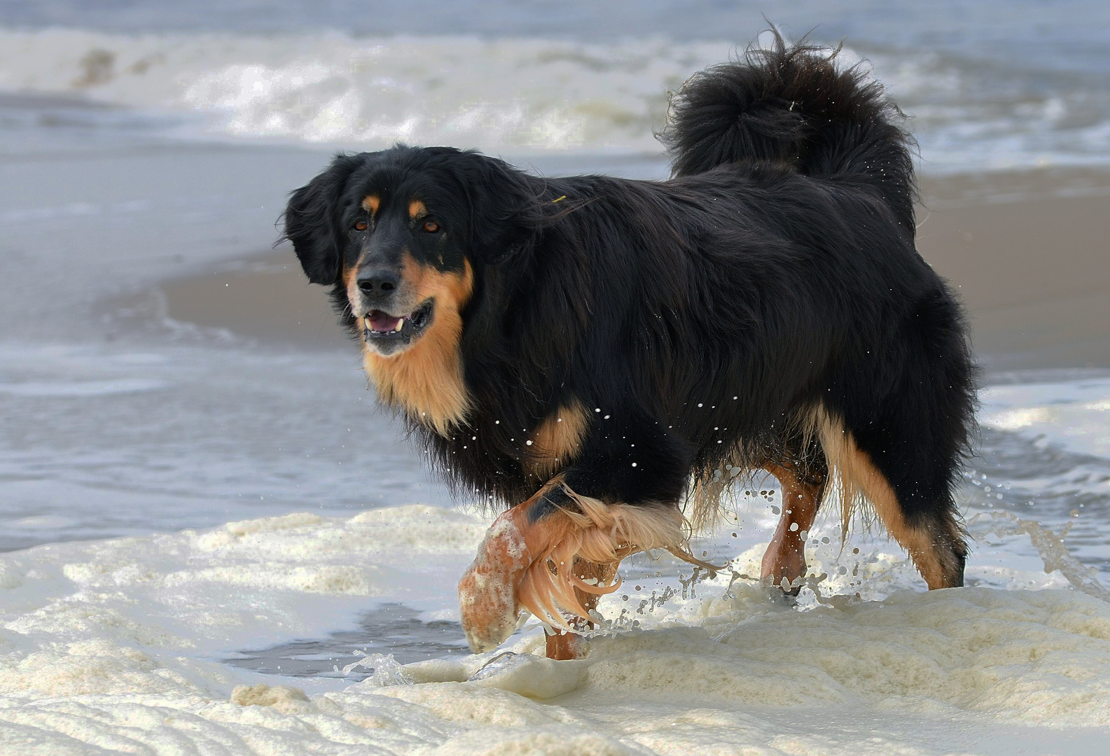 Herr über Strand und Wellen