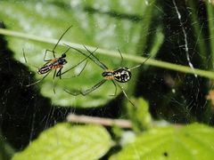 Herr und Frau Baldachin