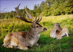 Herr und Frau Damhirsch