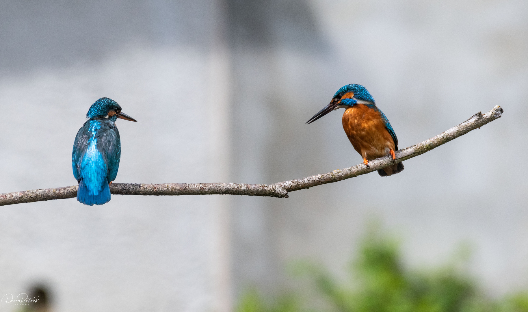 Herr und Frau Eisvogel