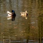 Herr und Frau Ente