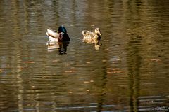 Herr und Frau Ente