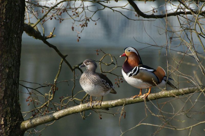Herr und Frau Ente auf dem Baum