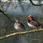 Herr und Frau Ente auf dem Baum