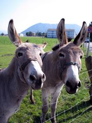 Herr und Frau ESEL