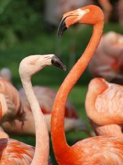 Herr und Frau Flamingo...