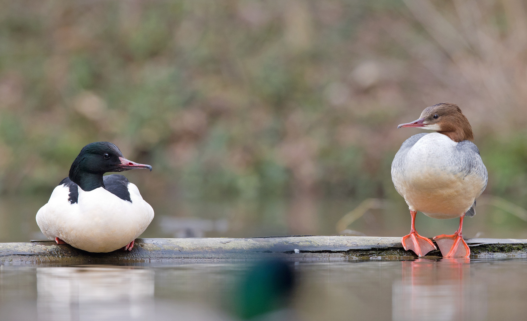 Herr und Frau Gänsesäger (Mergus merganser)