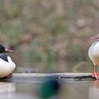 Herr und Frau Gänsesäger (Mergus merganser)