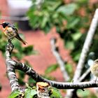 Herr und Frau Gartenrotschwanz