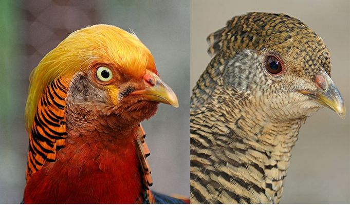 Herr und Frau Goldfasan