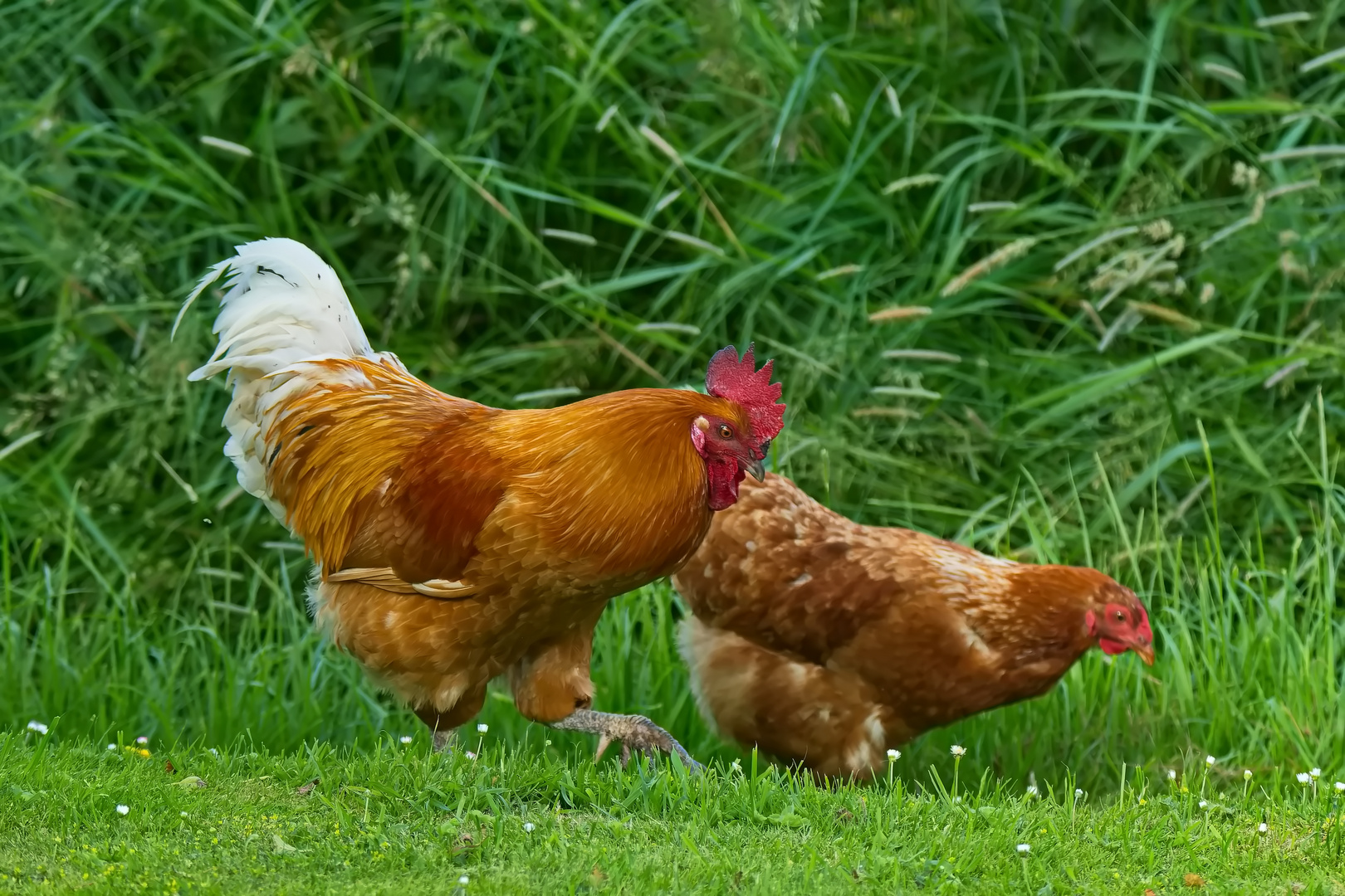 Herr und Frau Huhn