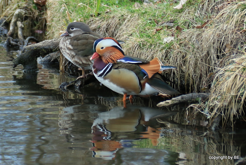 Herr und Frau Mandarin