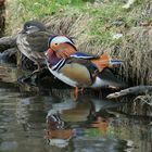 Herr und Frau Mandarin