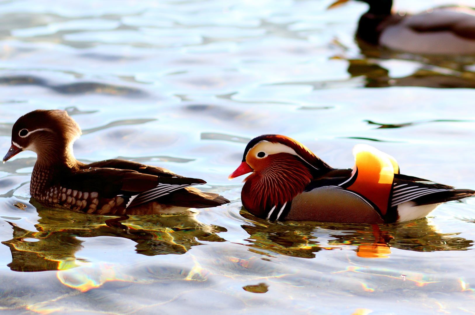 Herr und Frau Mandarin-Ente