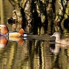 Herr und Frau Mandarin -Ente 