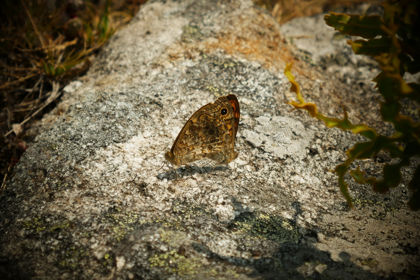 Herr und Frau Mauerfuchs bei der Paarung