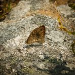 Herr und Frau Mauerfuchs bei der Paarung