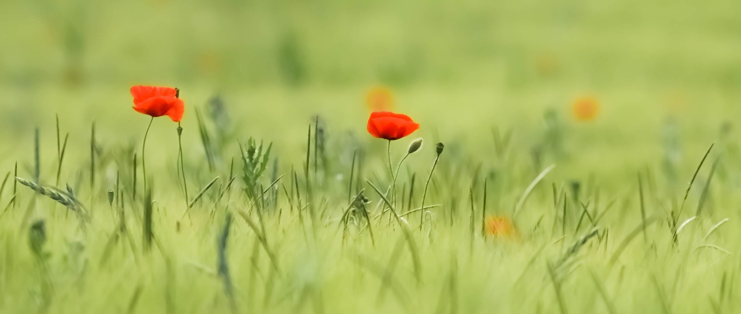 Herr und Frau Mohn