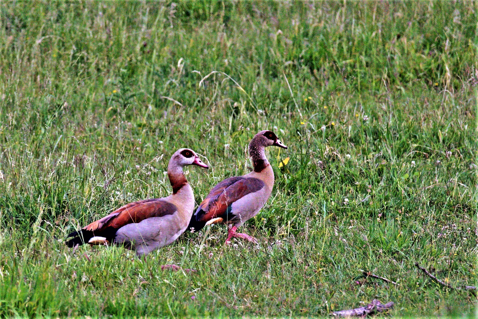 Herr und Frau Nilgans !