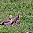 Herr und Frau Nilgans !