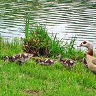 Herr und Frau Nilgans mit Junge