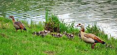 Herr und Frau Nilgans mit Junge