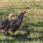 Herr und Frau "Rebhuhn"