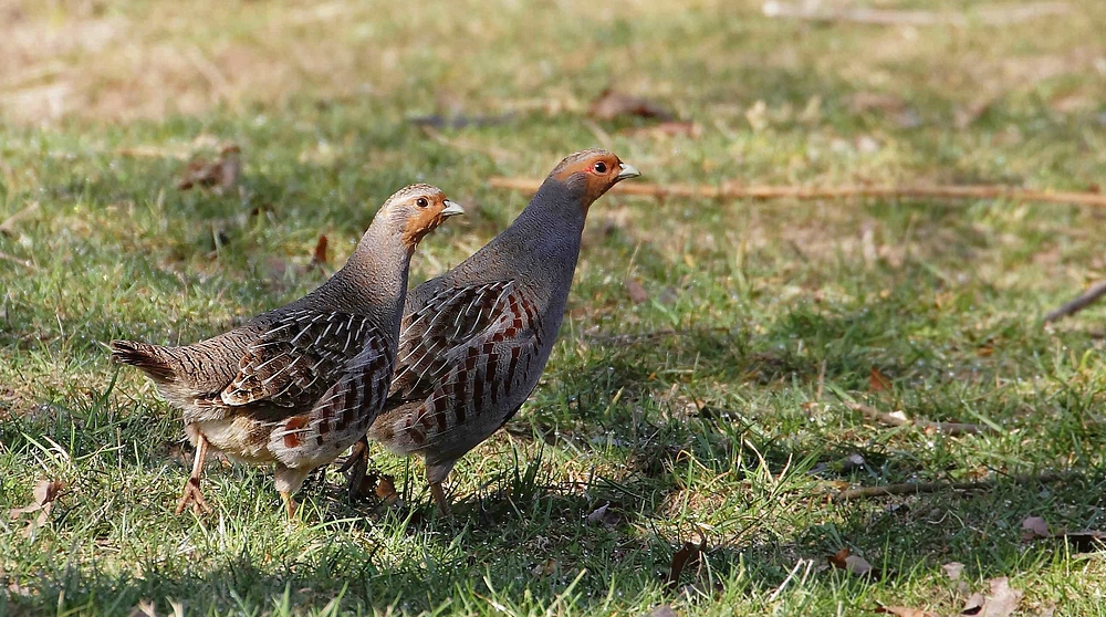 Herr und Frau "Rebhuhn"