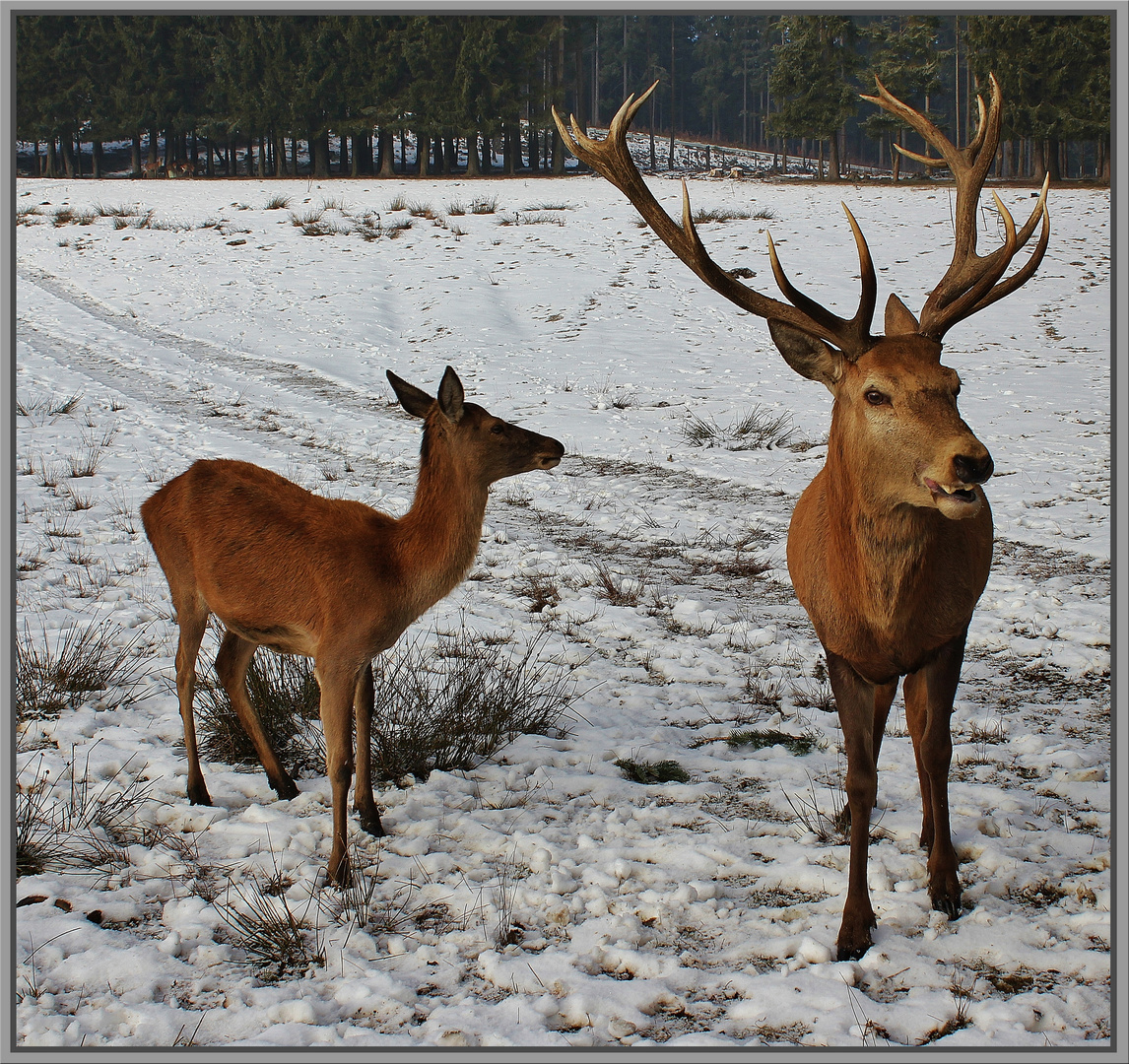 Herr und Frau Rothirsch