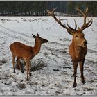 Herr und Frau Rothirsch