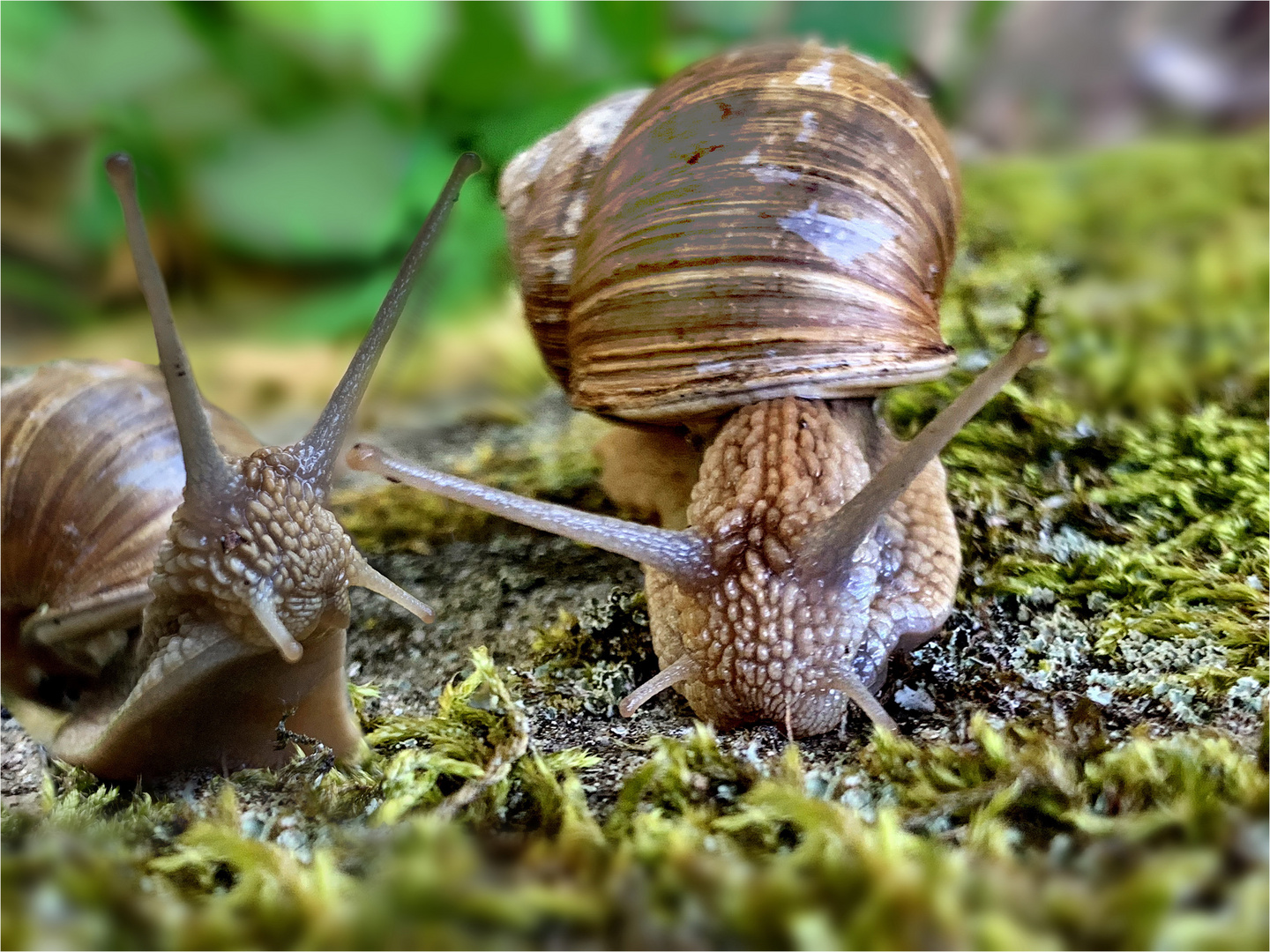 Herr und Frau Schneck