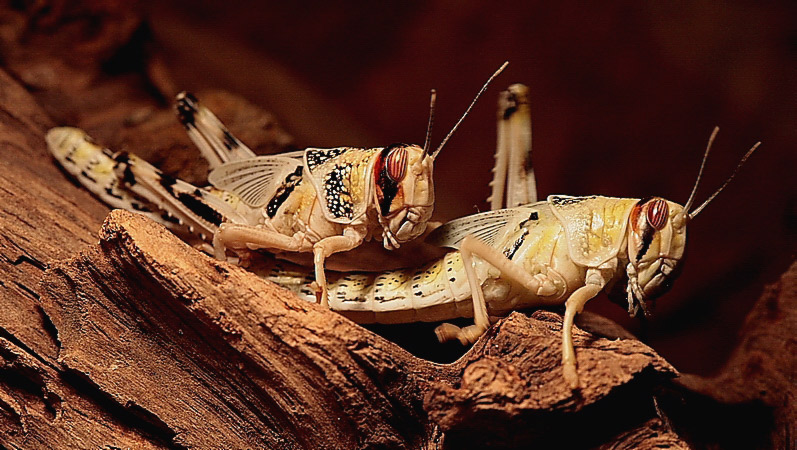 Herr und Frau Schrecke