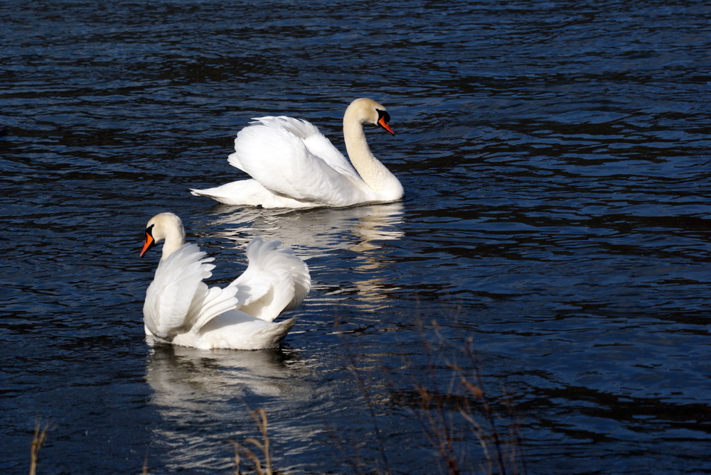 Herr und Frau Schwan...