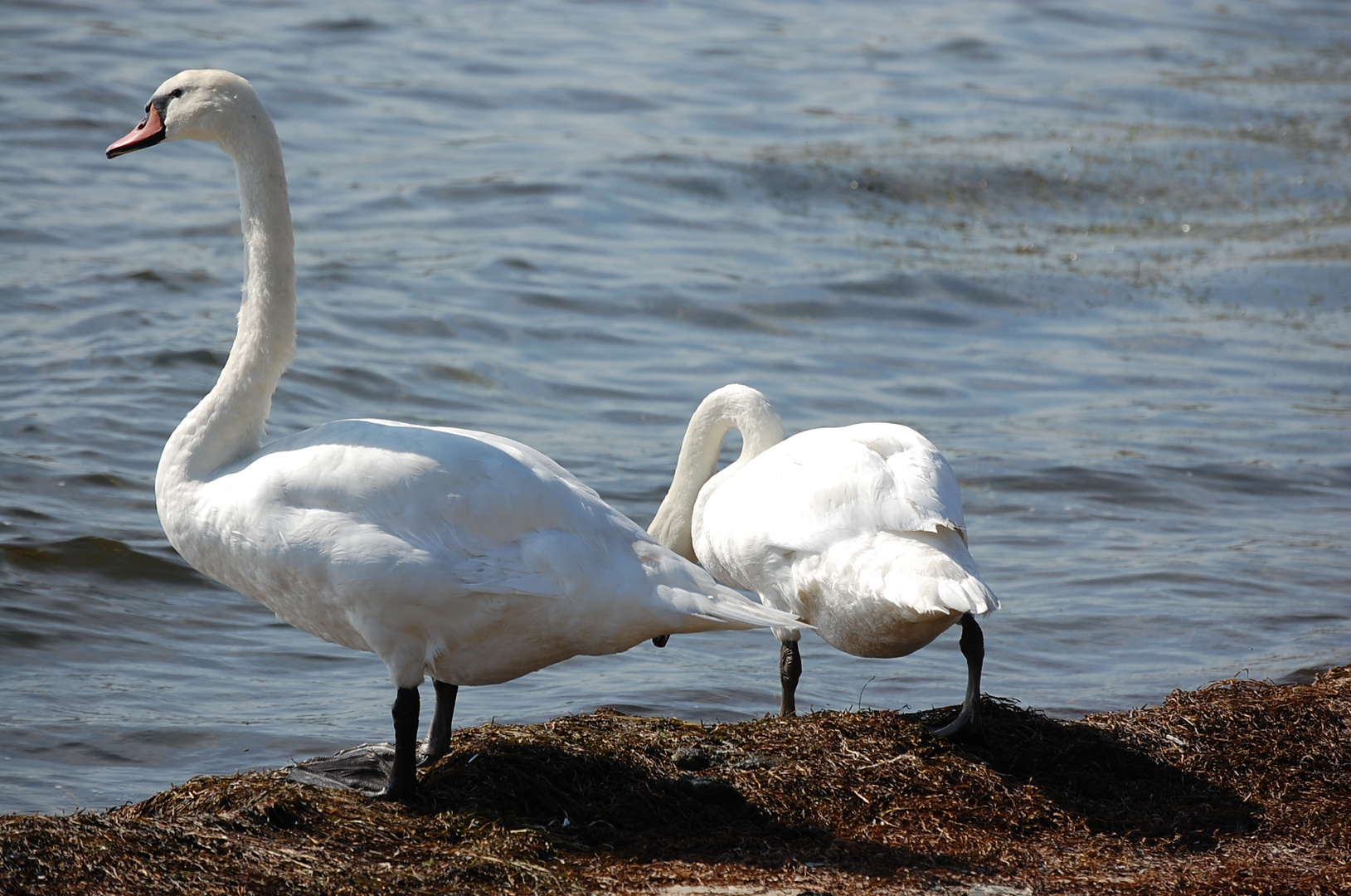 Herr und Frau Schwan