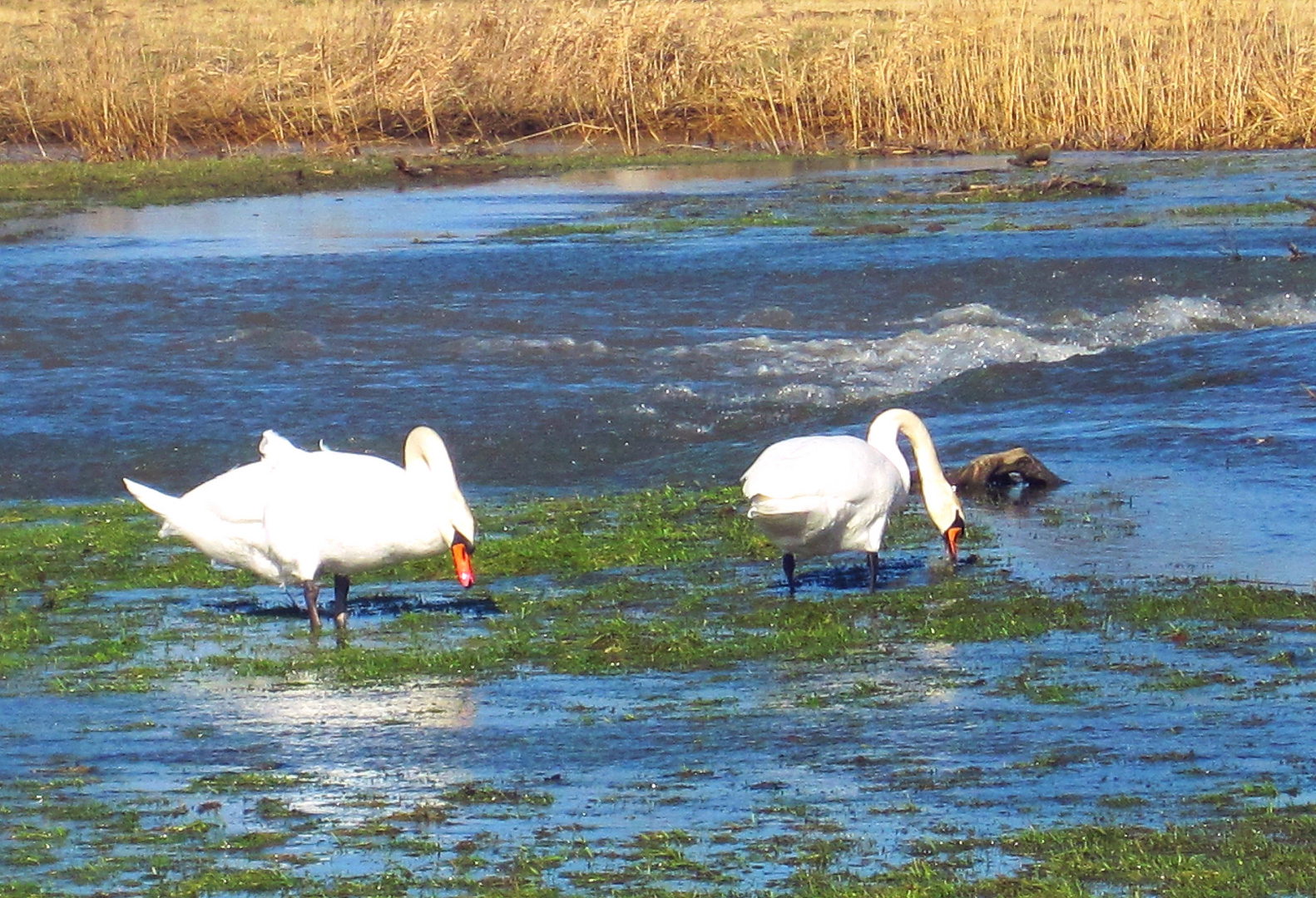 Herr und Frau Schwan