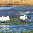 Herr und Frau Schwan